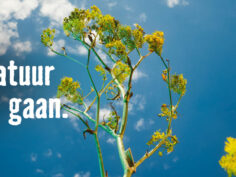 Voorjaarscampagne HORNBACH: ‘Laat de natuur haar gang gaan’